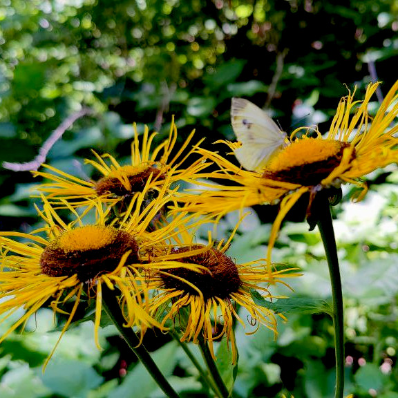 Natur- und Kräuterkurse
