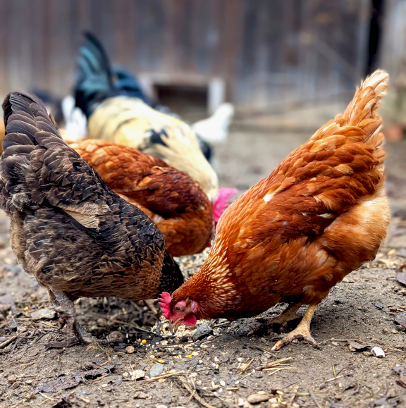 Individuelle Angebote