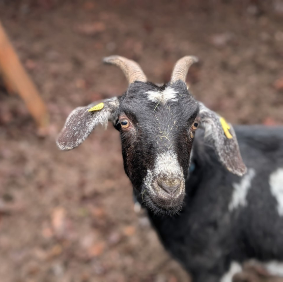 Tiergestützte Intervention