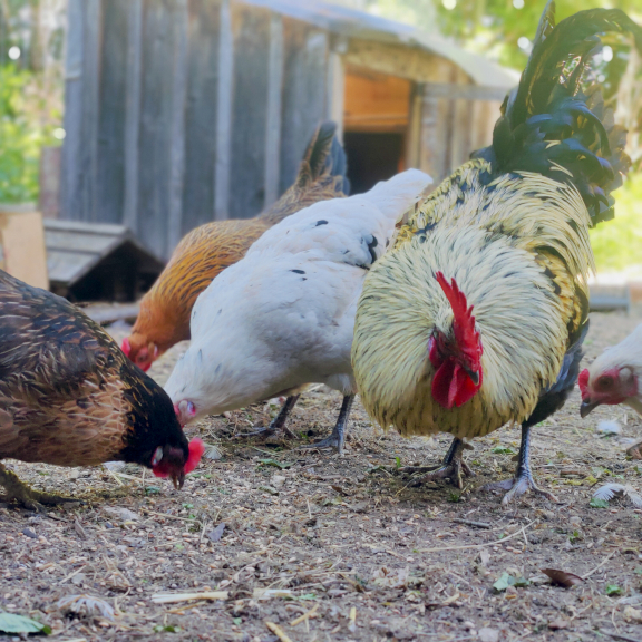 Besuch-Stunde - Entdecke die Welt unserer Tiere