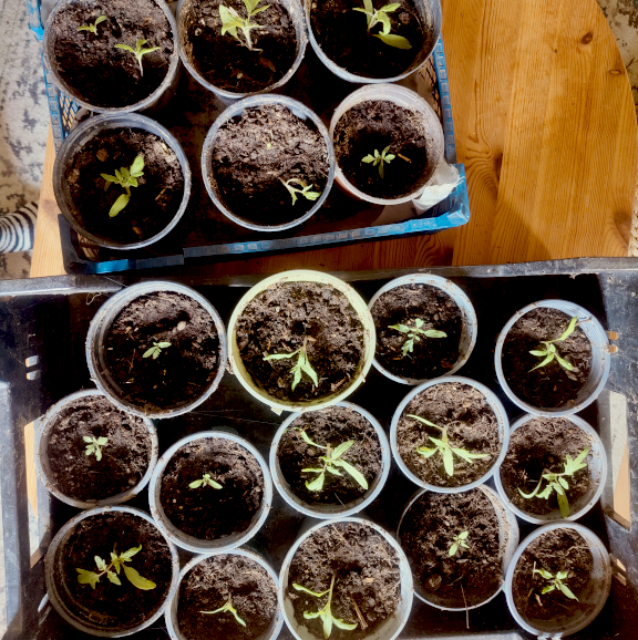 Gartentherapie im Jahreskreis