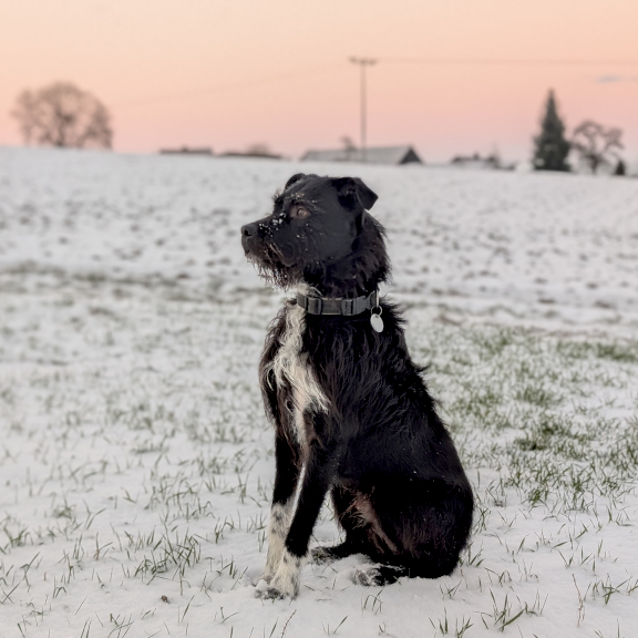 Tiergestützte Intervention mit Hund
