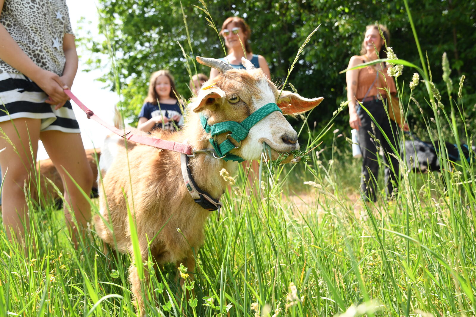 Tiergestützte Intervention