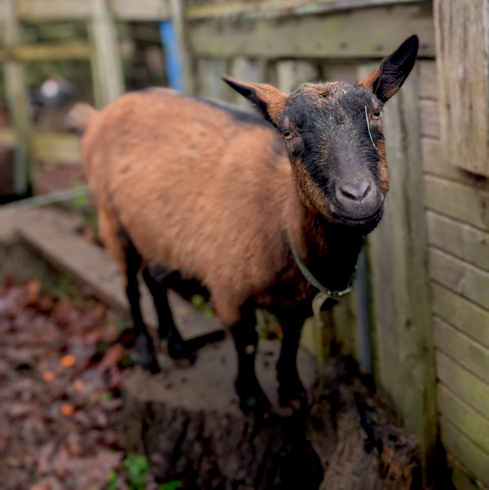 Mit Ziegen unterwegs