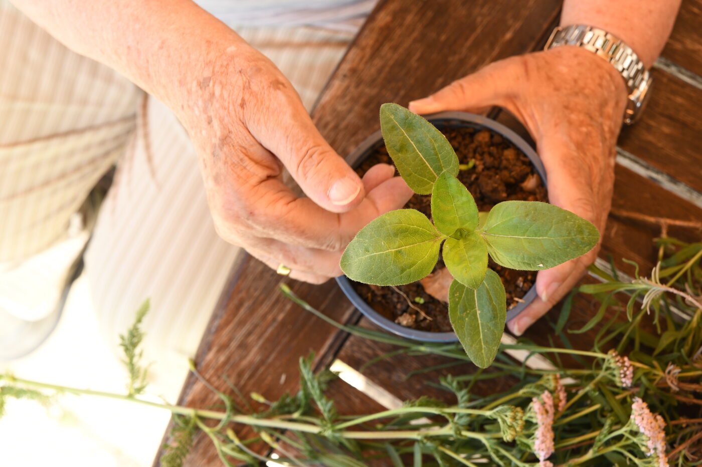 Gartentherapie im Jahreskreis